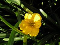Sternbergia Lutea (fam Amaryllidacees) (rg mediterraneennes) (2) (Photo F. Mrugala)